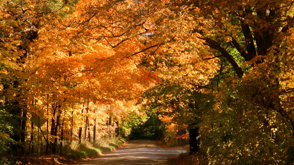 A road flanked by trees with autumn foliage.