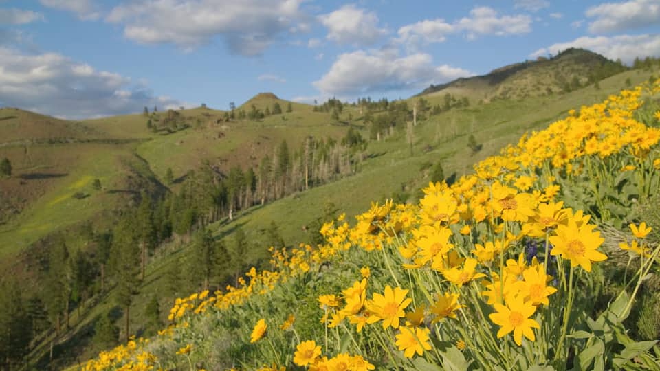 A hillside with yellow flowers and green hills under a partly cloudy sky.