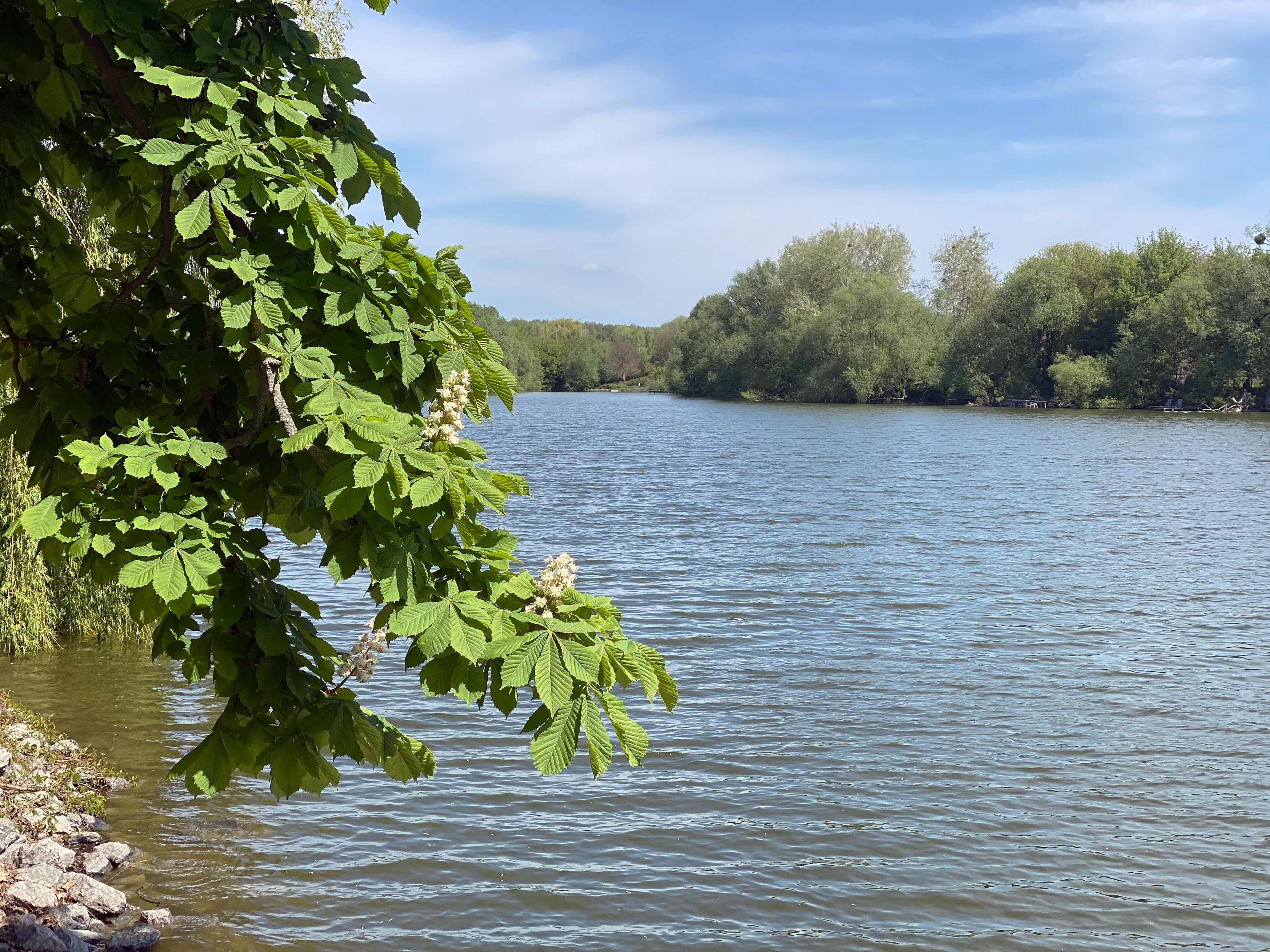 
Branch of a horse chestnut tree overhanging the water
