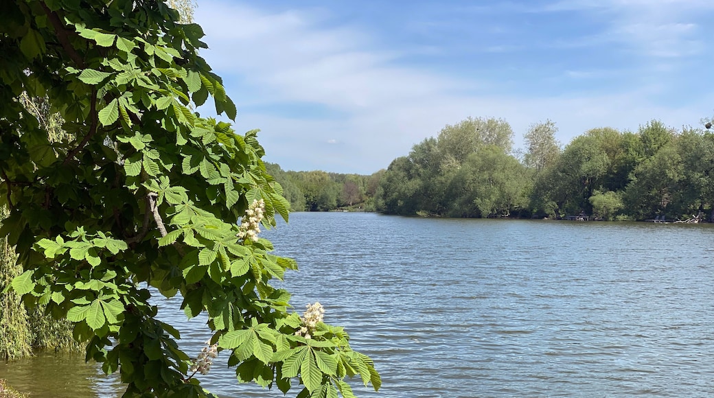 Branch of a horse chestnut tree overhanging the water