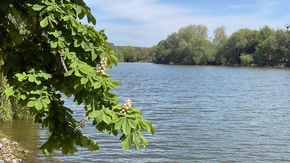 A calm lake with dense foliage on the left and a forested shoreline.