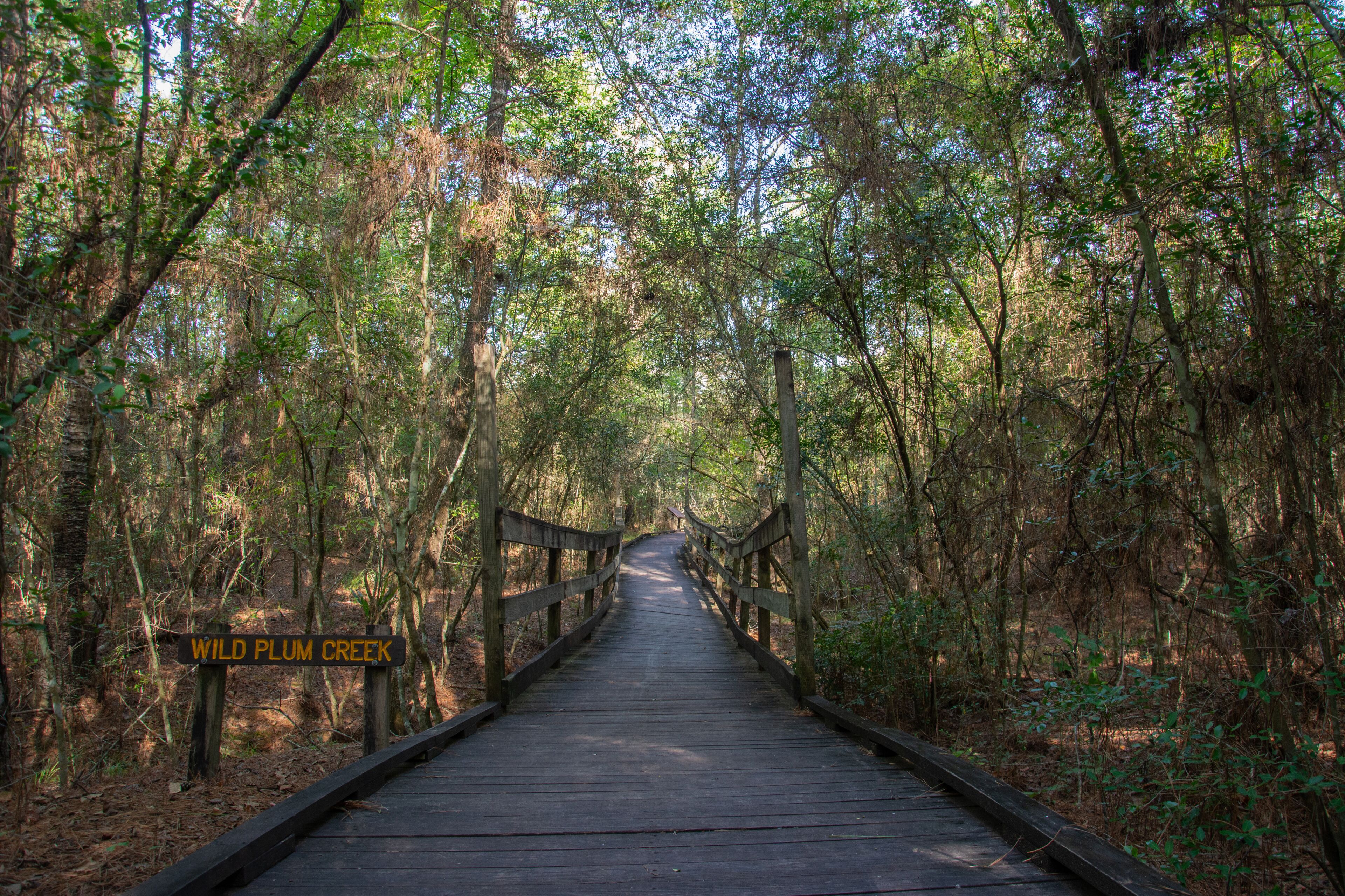 Boardwalk and wooden bridge over the Wild Plum Creek in Livingston State Park in the East Texas Piney Woods in Polk County, Texas, United States