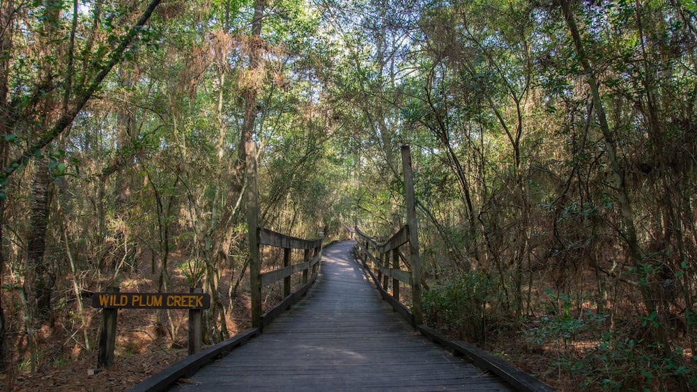 Boardwalk and wooden bridge over the Wild Plum Creek in Livingston State Park in the East Texas Piney Woods in Polk County, Texas, United States