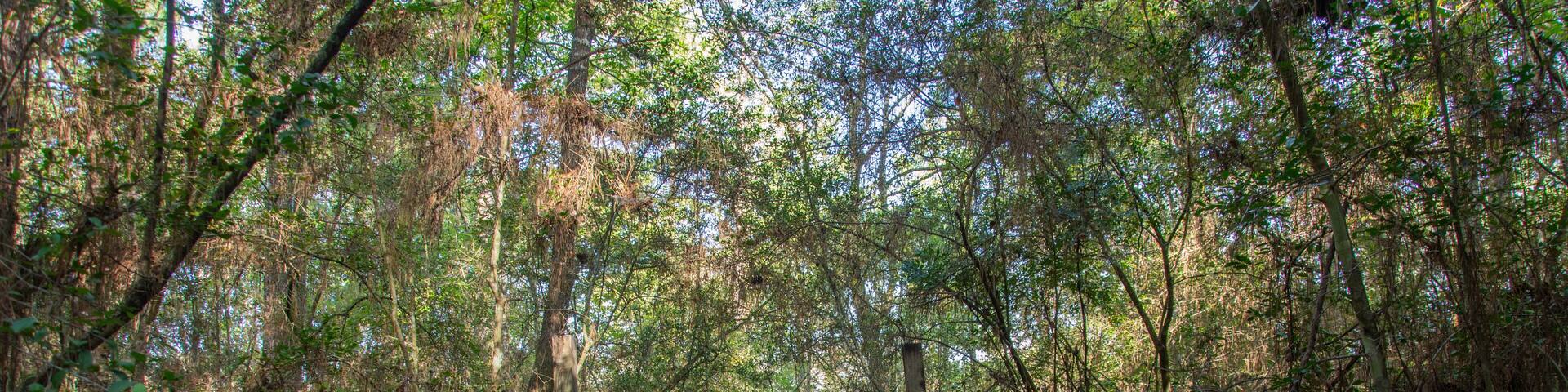 Boardwalk and wooden bridge over the Wild Plum Creek in Livingston State Park in the East Texas Piney Woods in Polk County, Texas, United States