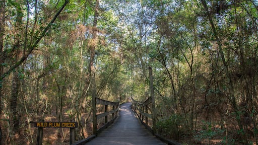 Boardwalk and wooden bridge over the Wild Plum Creek in Livingston State Park in the East Texas Piney Woods in Polk County, Texas, United States