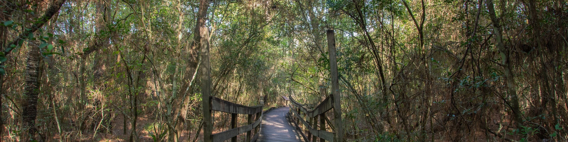 Boardwalk and wooden bridge over the Wild Plum Creek in Livingston State Park in the East Texas Piney Woods in Polk County, Texas, United States