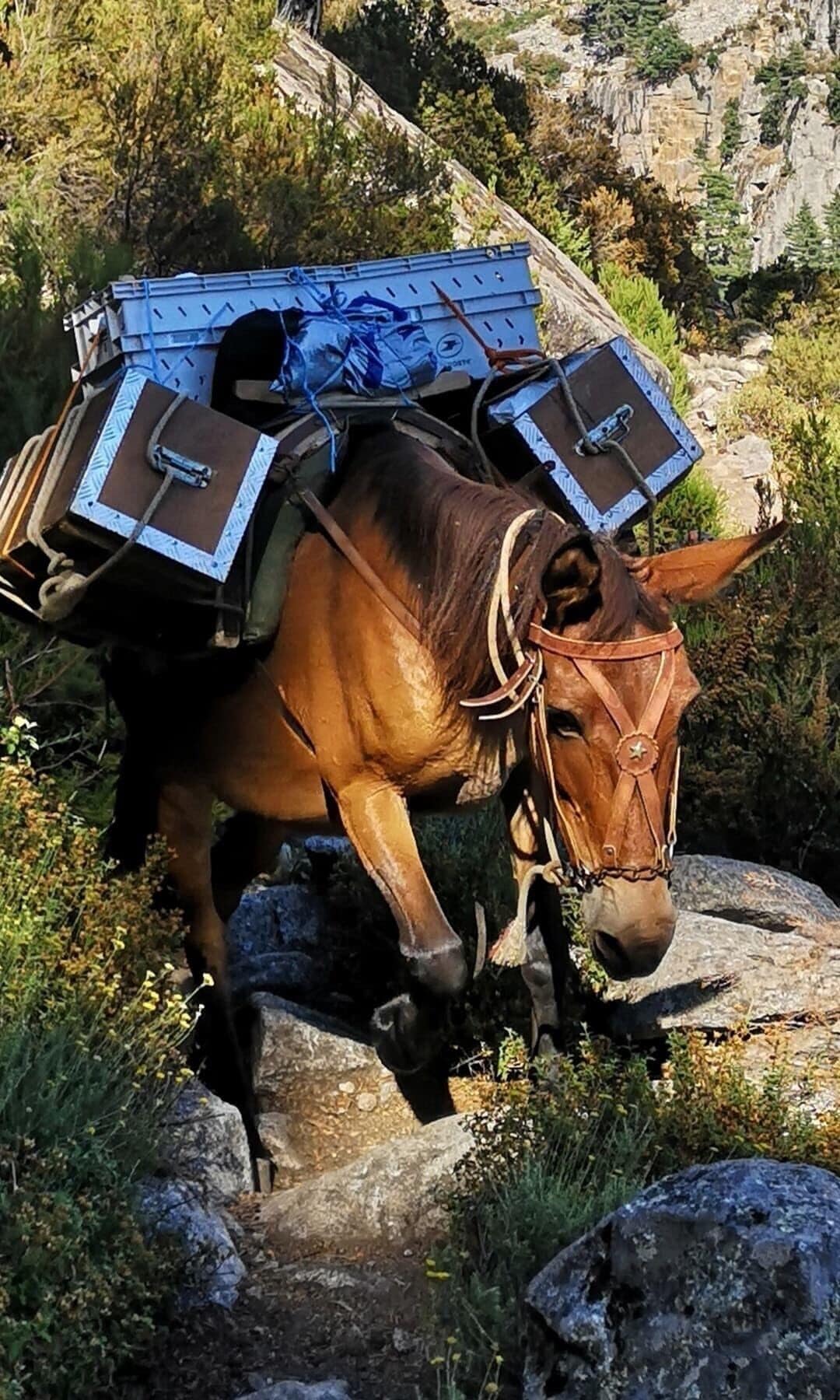 Lovely pack horse taking supplies up to the refuge a Sega