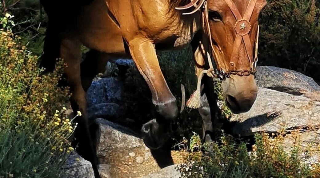 Lovely pack horse taking supplies up to the refuge a Sega