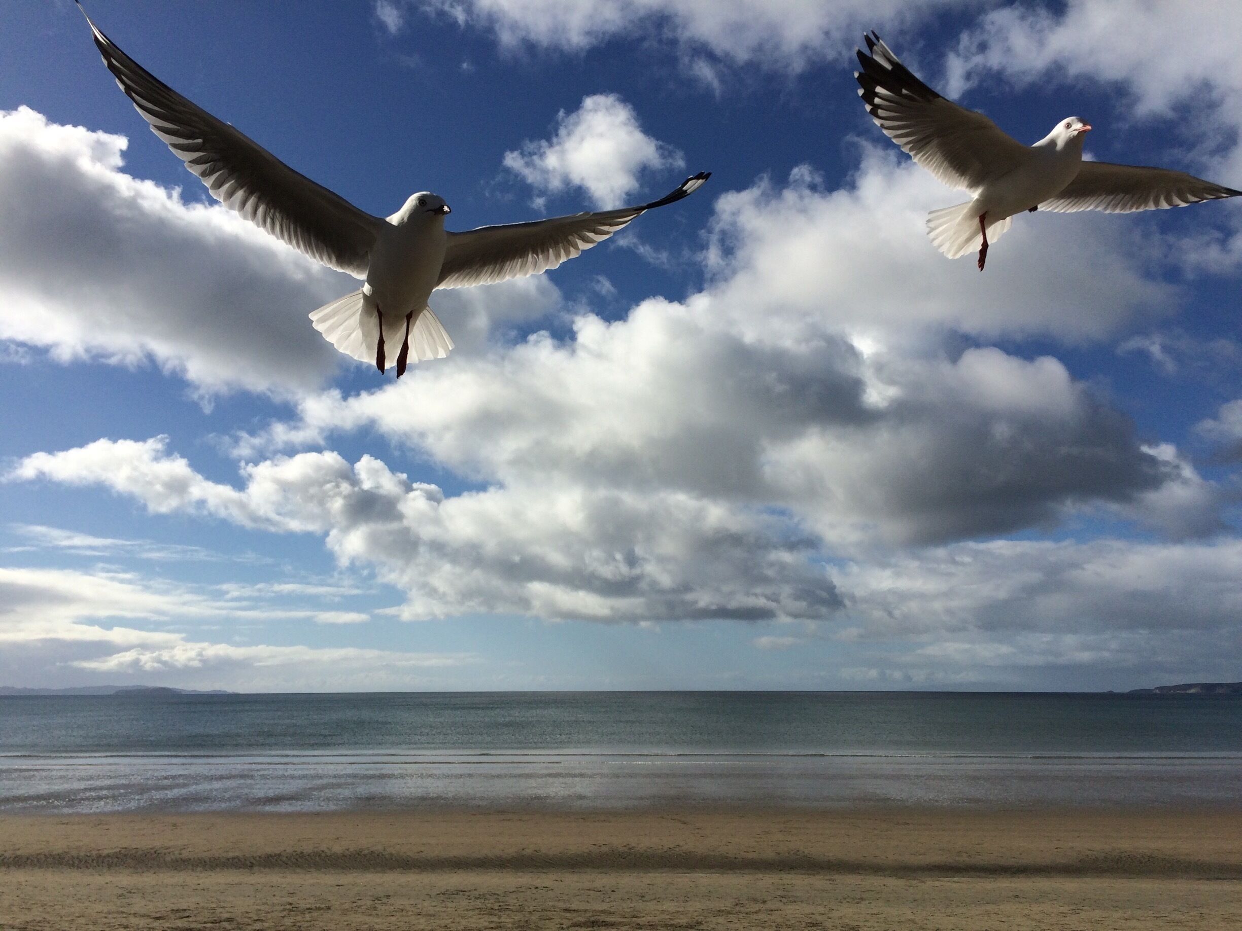Only 20 minutes north of Auckland harbour you can spend a day on the 3 km long sandy Orewa Beach. 
Perfect place for a day trip!

