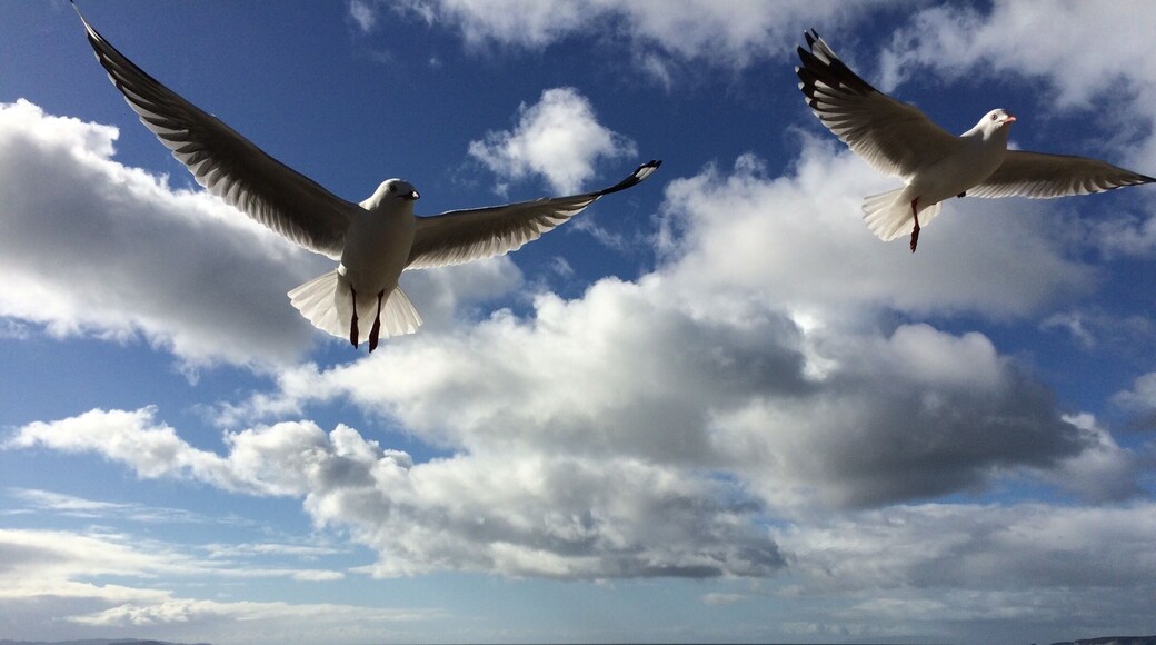 Only 20 minutes north of Auckland harbour you can spend a day on the 3 km long sandy Orewa Beach.
Perfect place for a day trip!