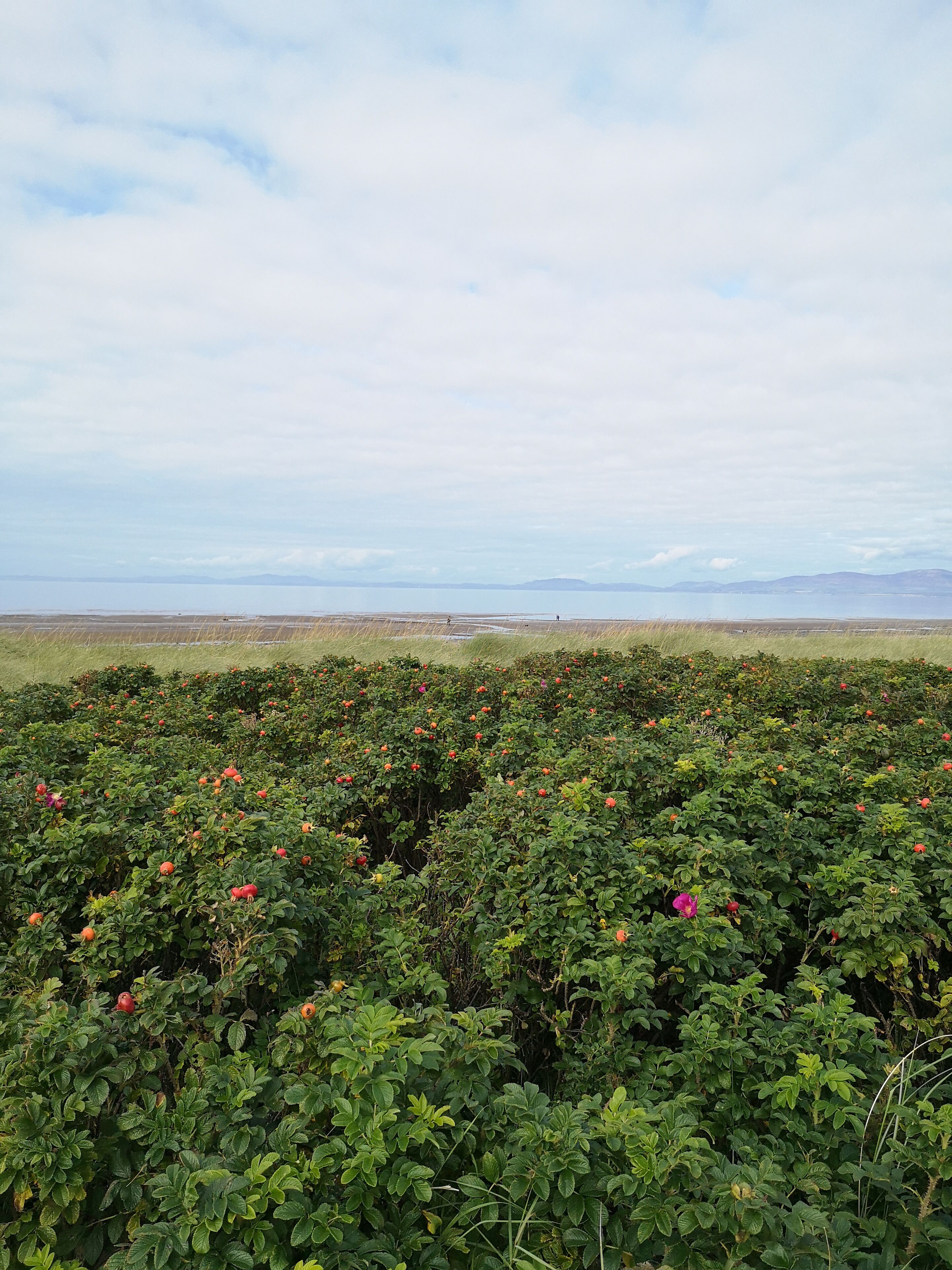 Wild roses with Hips looking out over the solway coast at Allonby.