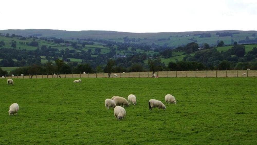 Un champ verdoyant où paissent des moutons, avec une clôture en arrière-plan.