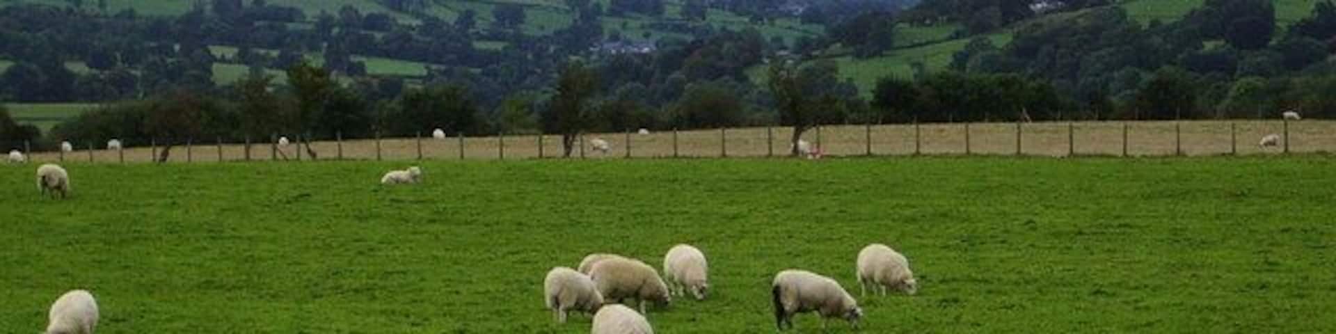 A green field with sheep grazing and a fence in the background.