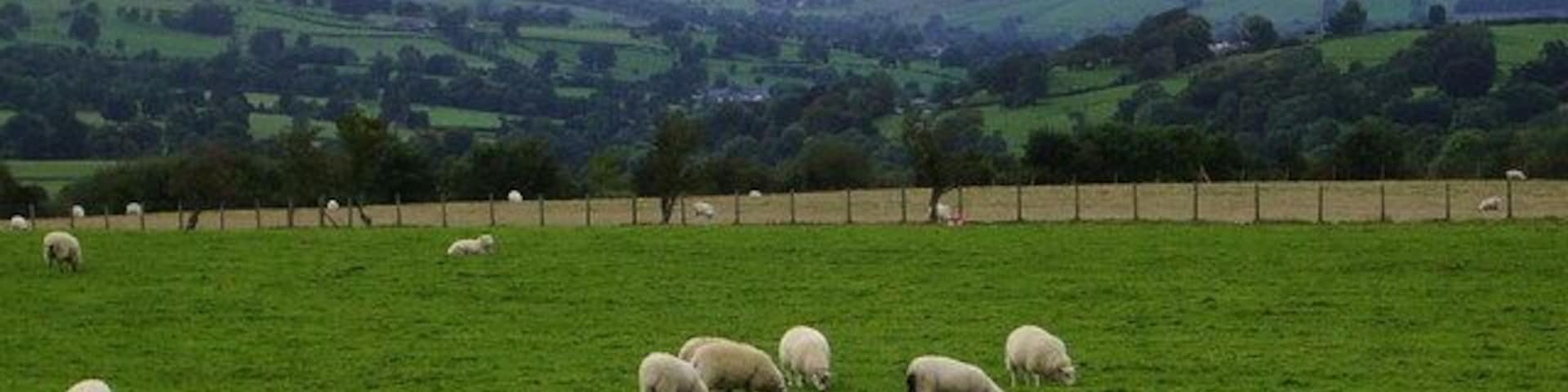 Un campo verde con ovejas pastando y una cerca al fondo.