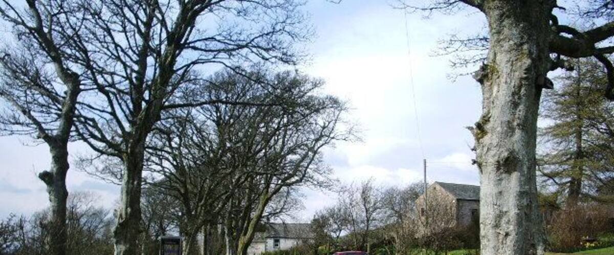 A narrow rural road flanked by trees and a grassy verge.