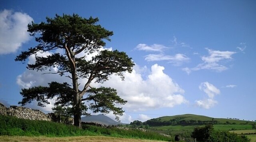 Lonesome pine, Uldale Actually not alone, as there were some cattle in the field.