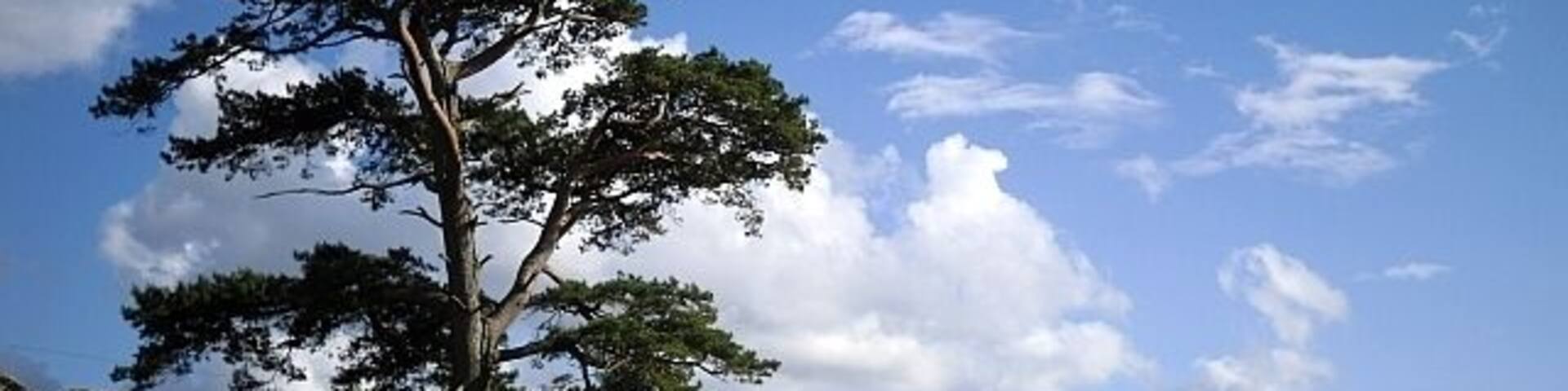 Lonesome pine, Uldale Actually not alone, as there were some cattle in the field.