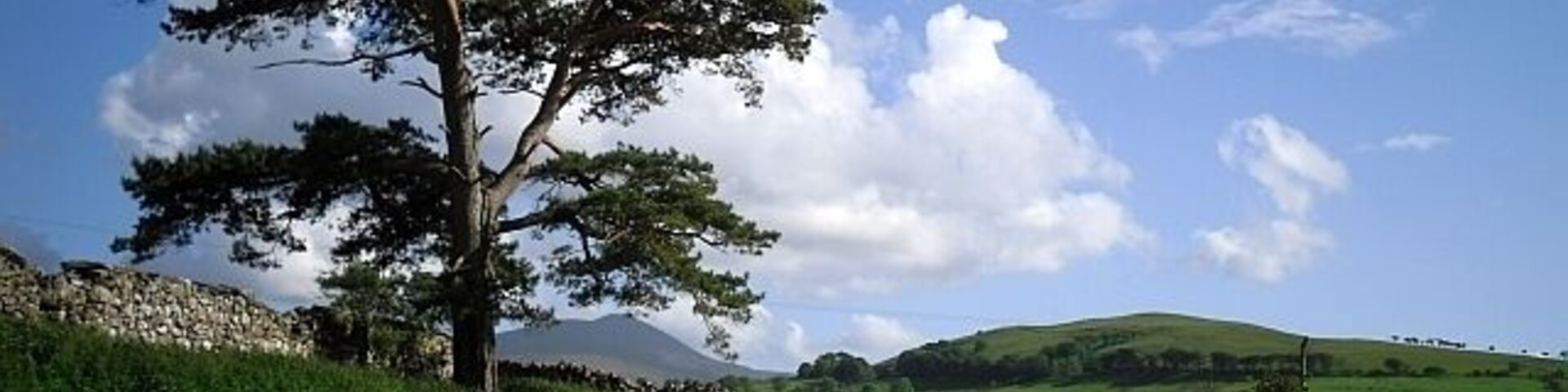 Lonesome pine, Uldale Actually not alone, as there were some cattle in the field.