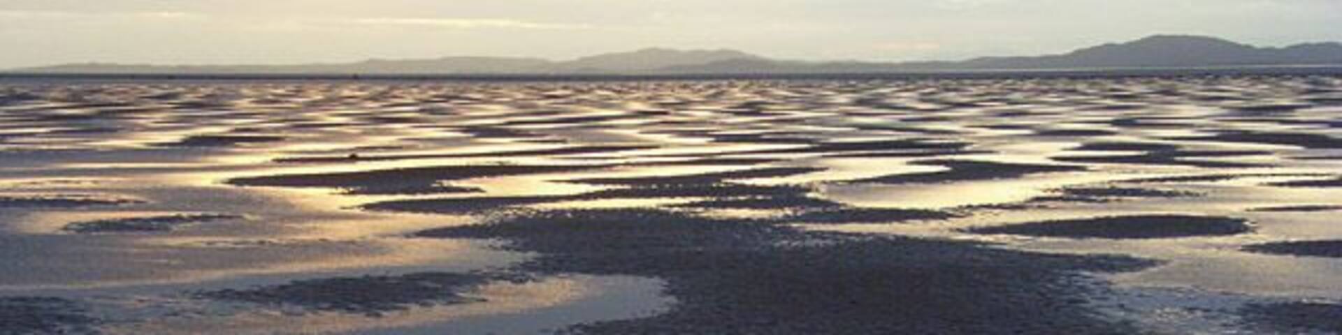 A wetland area with water reflecting the sky during sunset.