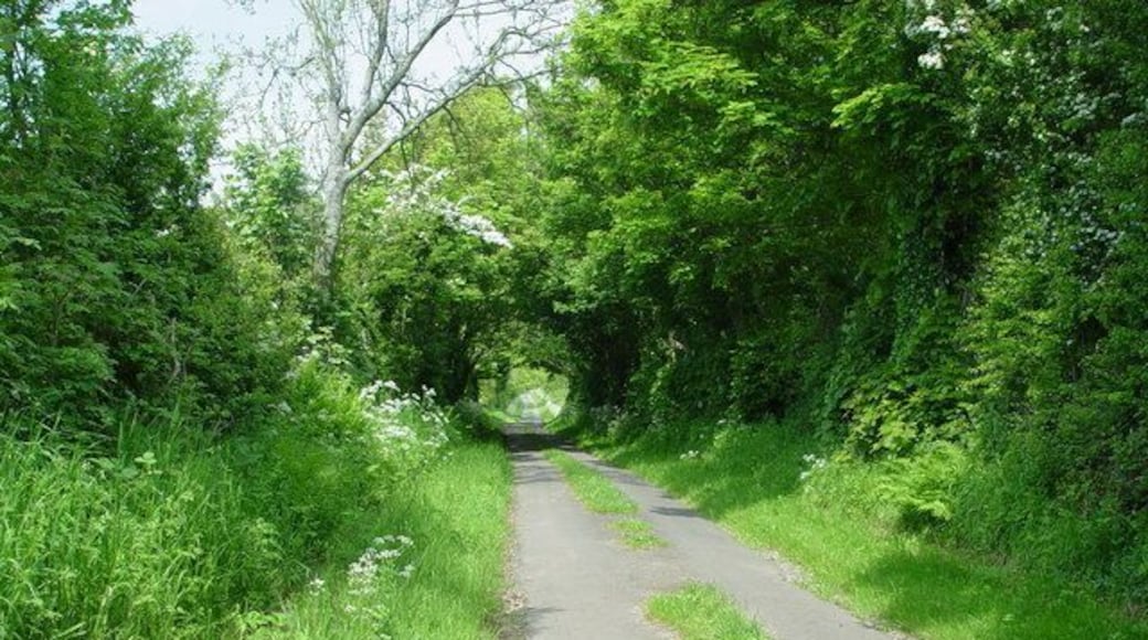 A Green Lane. This narrow lane runs down to Gilcrux. It is little used except for agricultural traffic, but hasn't deteriorated over the last ten years. The verges are havens for wild flowers, especially primroses in early spring.