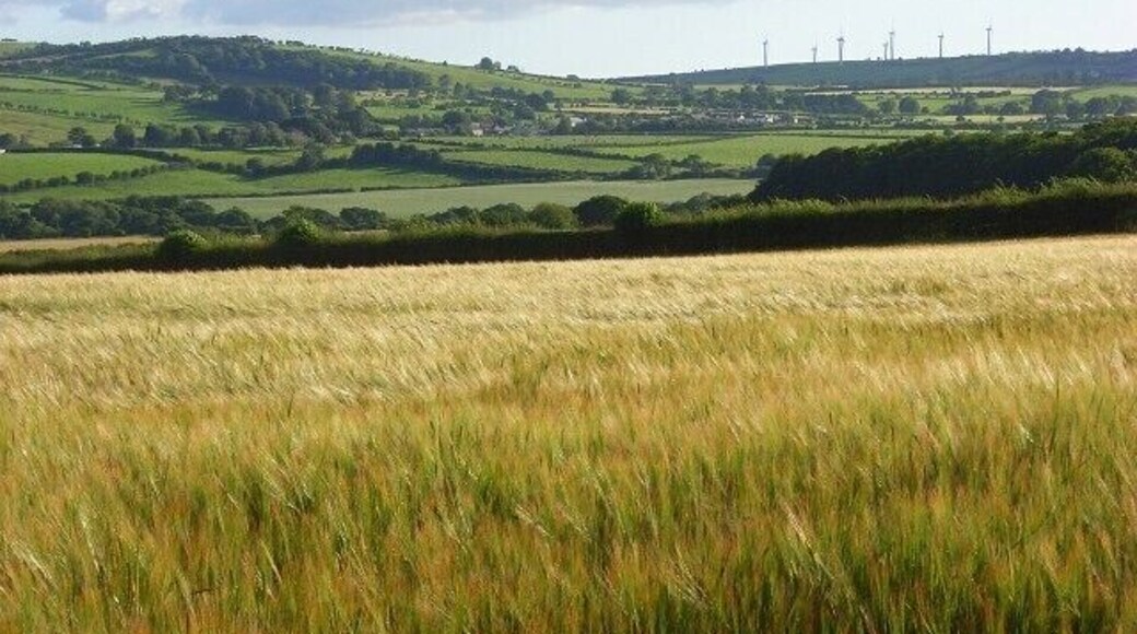 Barley, Boltongate A crop growing beside the B5299 in an area of mostly pastoral farmland. The windfarm on Wharrels Hill is on the skyline.