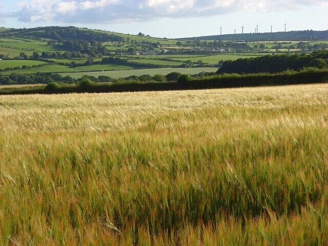 A wheat field with rolling hills and wind turbines in the background.