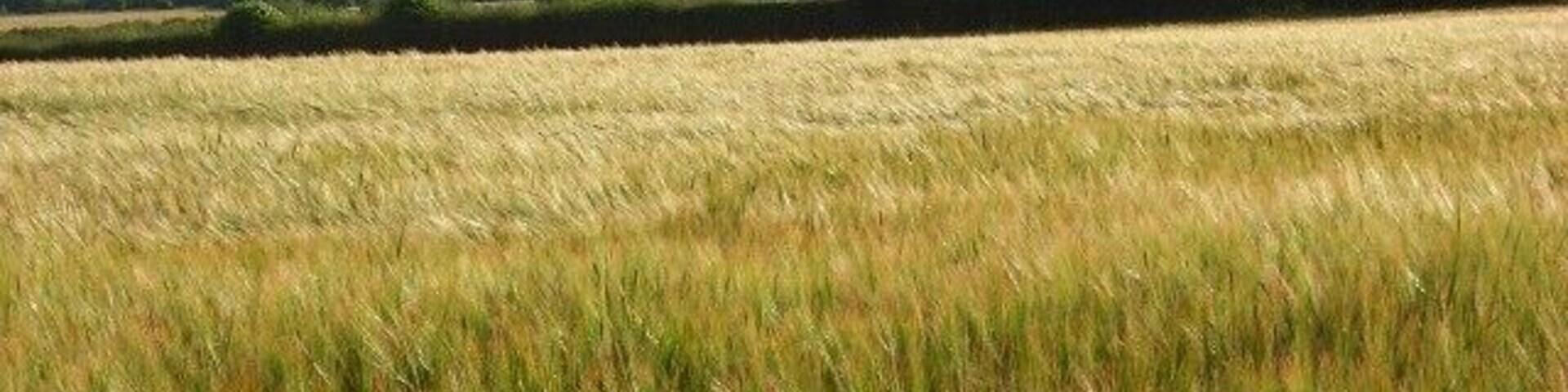 A wheat field with rolling hills and wind turbines in the background.