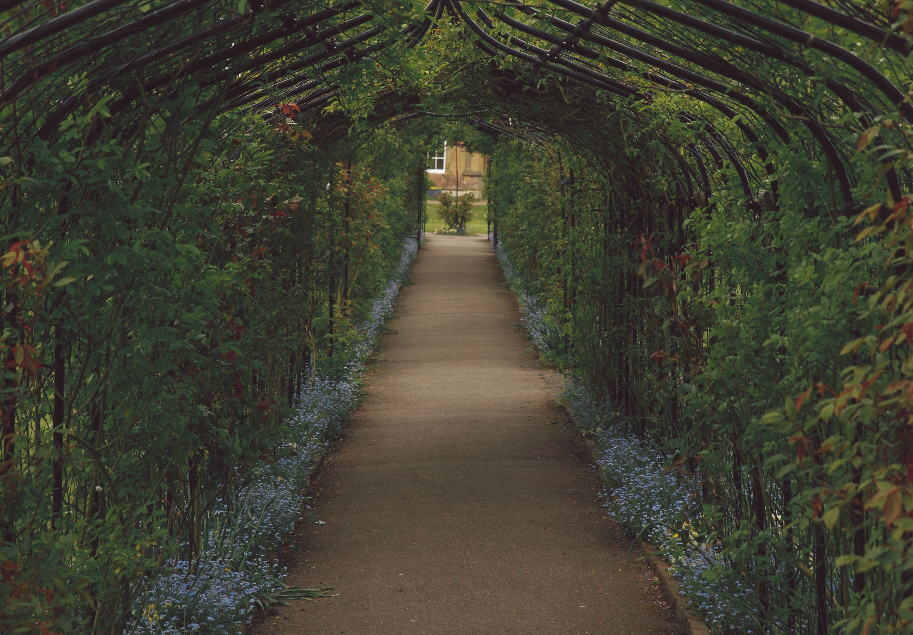 A pathway through a garden with a tunnel of greenery overhead.