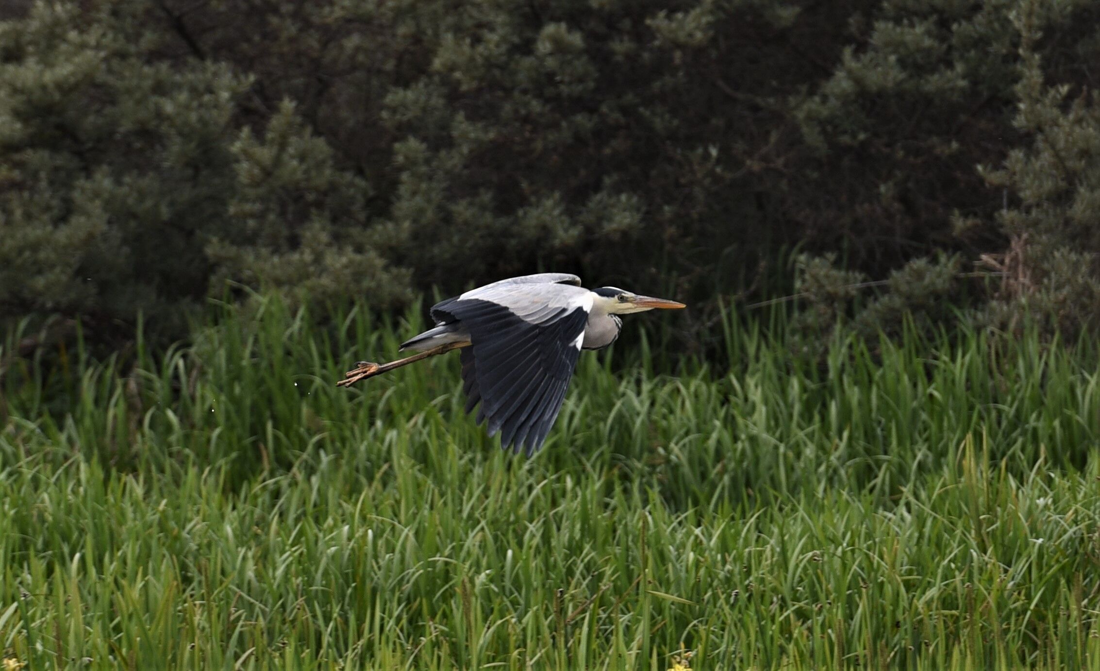 Heron on flite!