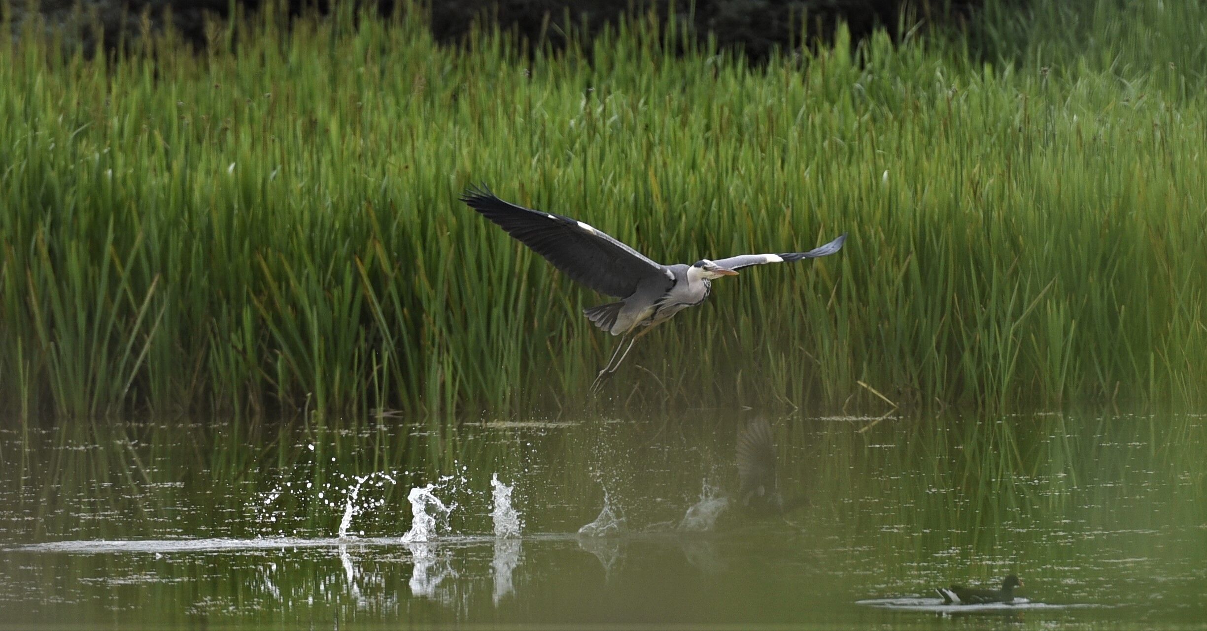 Heron takeoffs