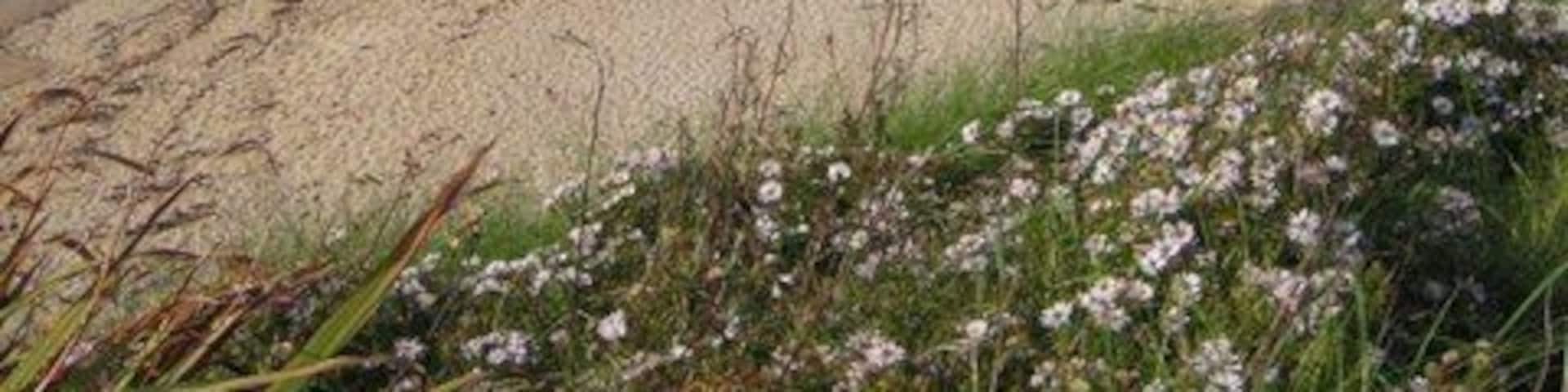 Gunwalloe Fishing Cove What appears from here to be a long stretch of sandy beach is in fact a beach of very fine shingle with rounded stones ranging from about 5mm to 25mm in diameter. This was until recently extracted for use locally as pipe bedding material for surrounding drain pipes and for decorative landscaping use but I think this industry has now ceased.