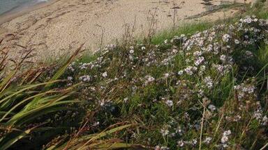 Een zandstrand met zachte golven, grasachtige kliffen en wilde bloemen.