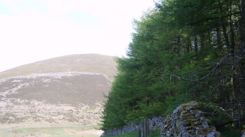 Forest Edge Cogra Moss Plantation. Looking back towards Owsen Fell from near the top of High Hows