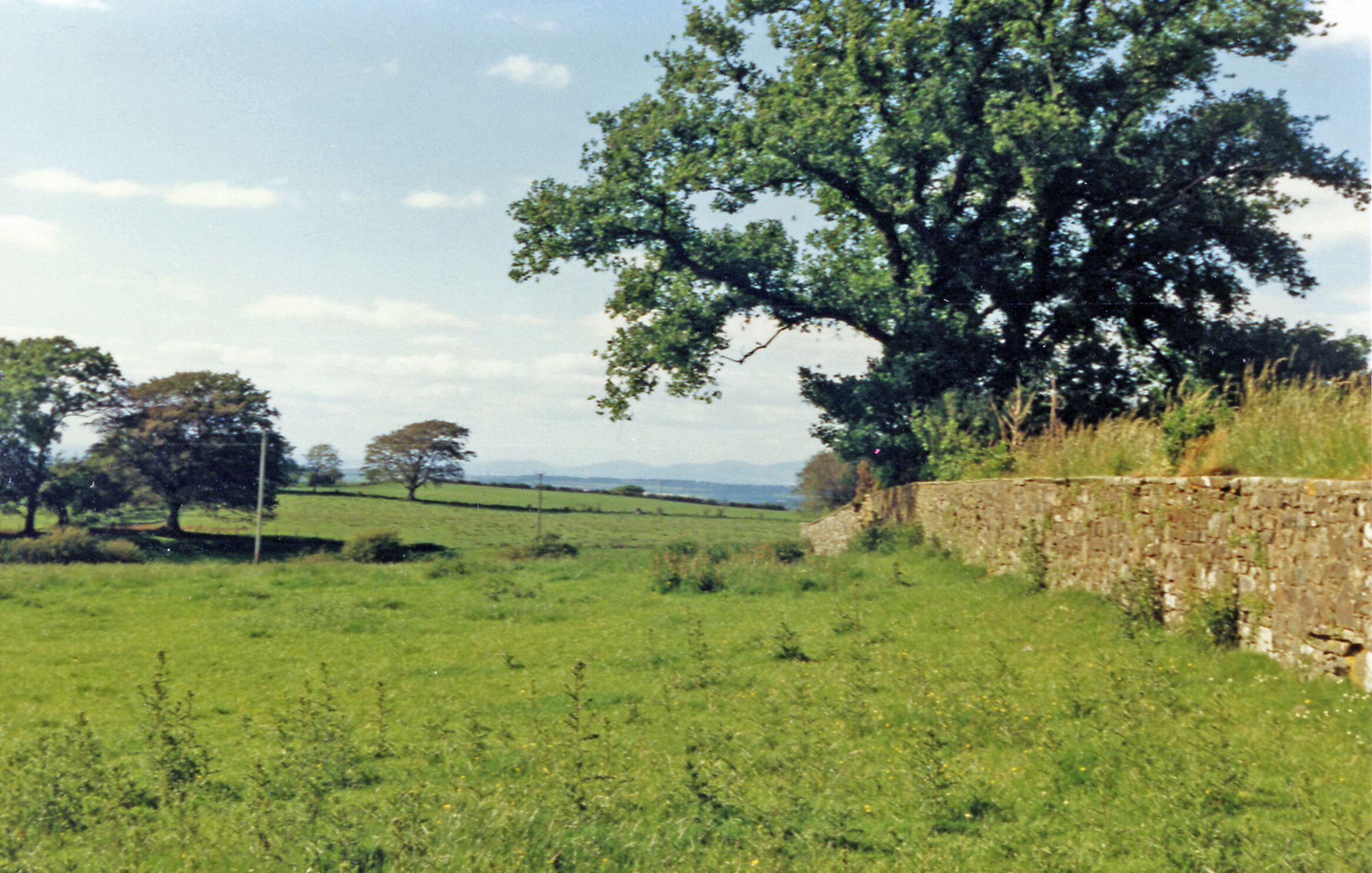 A grassy field with a stone wall and trees.