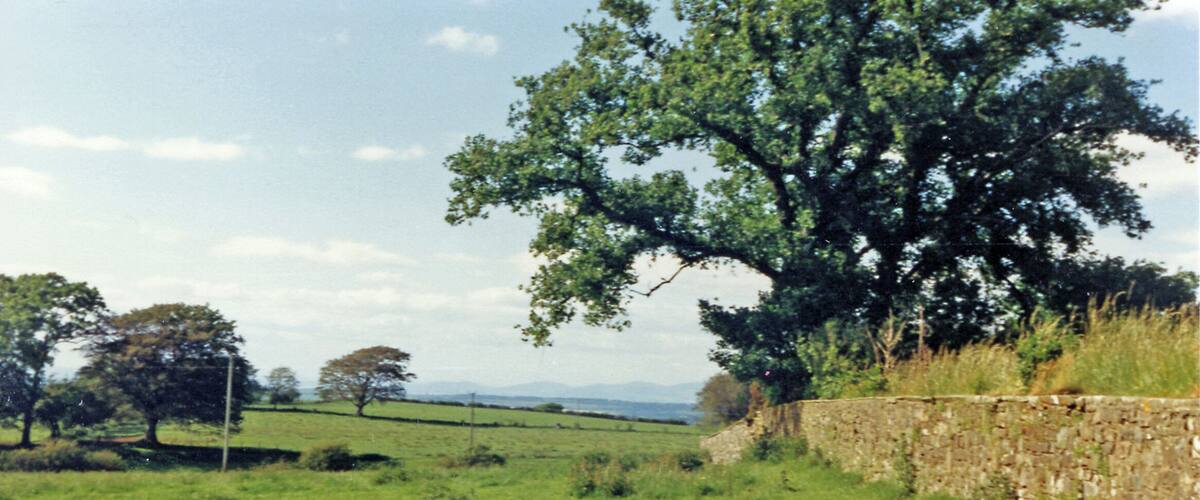 A grassy field with a stone wall and trees.