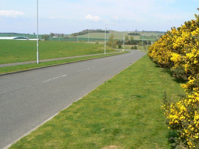 A paved road with grassy areas and yellow flowering bushes on the right.