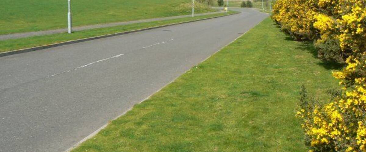 A paved road with grassy areas and yellow flowering bushes on the right.