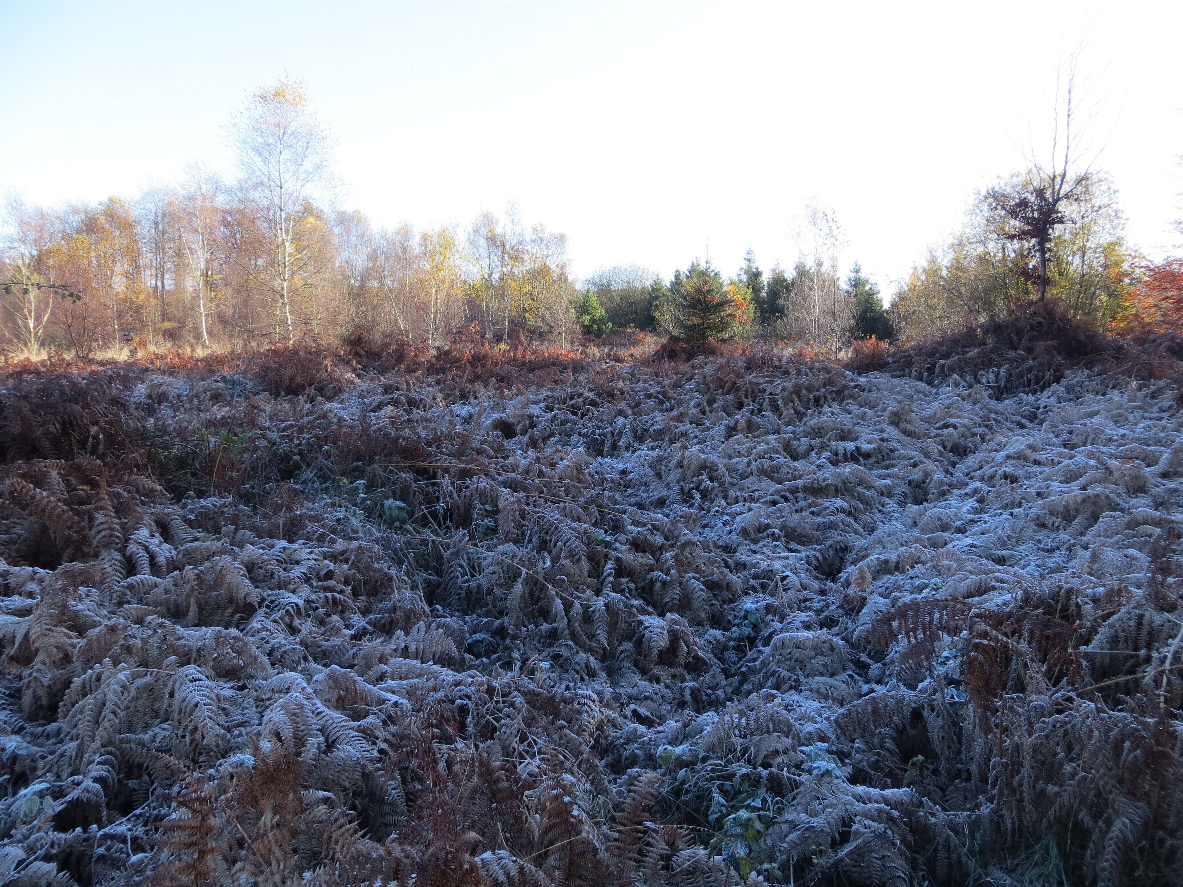 Frosty morning on Birches Dingle - Nov 2012