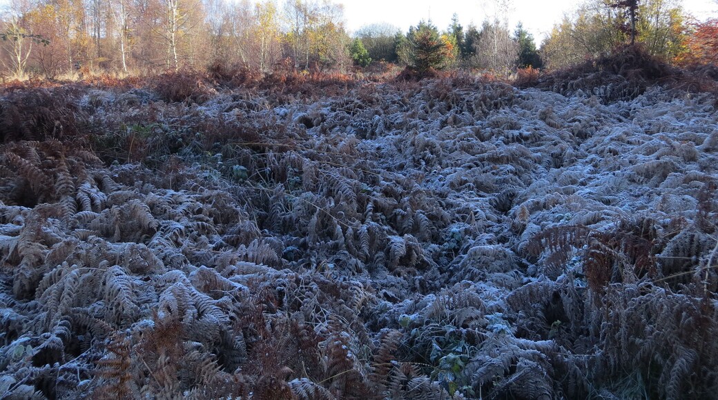 Frosty morning on Birches Dingle - Nov 2012