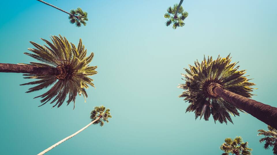 Tall palm trees against a clear blue sky.