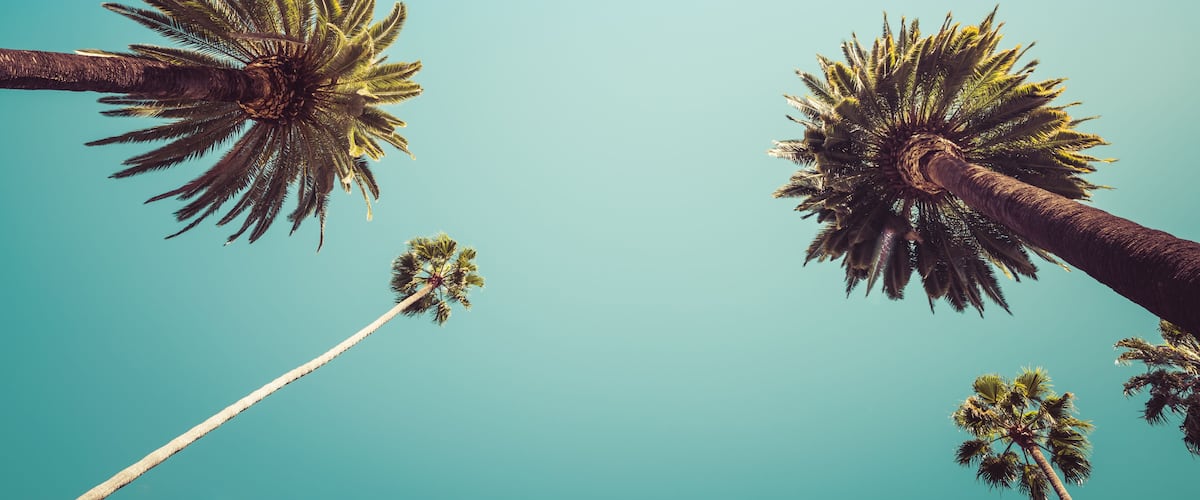 Tall palm trees against a clear blue sky.