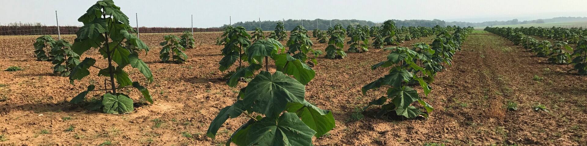 Strange Plants near Dettelbach