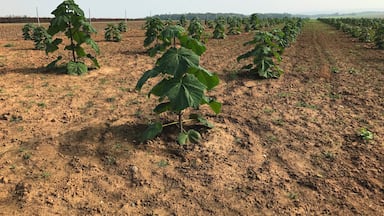 Strange Plants near Dettelbach