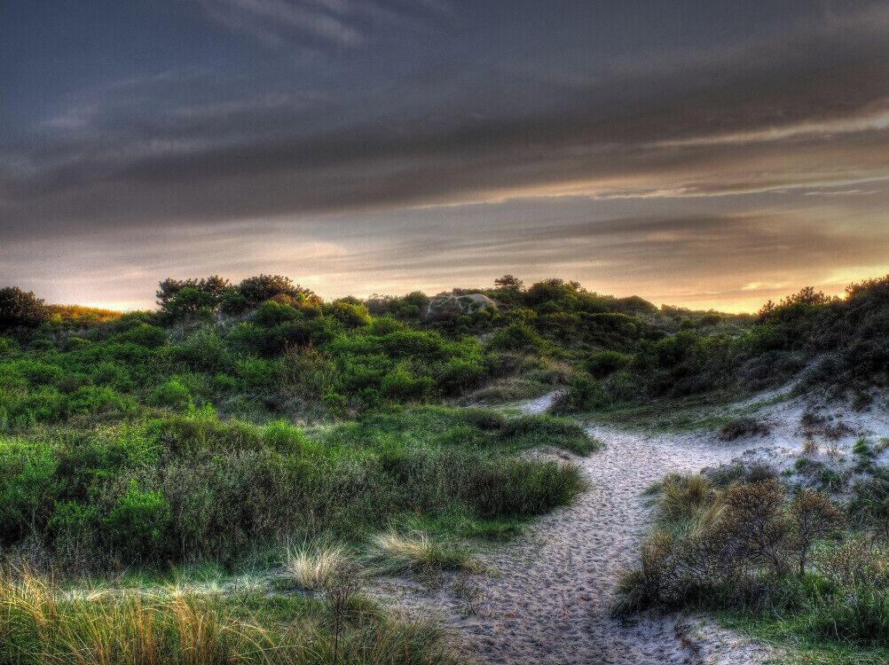 Early summer night in the dunes at Ijmuiden.