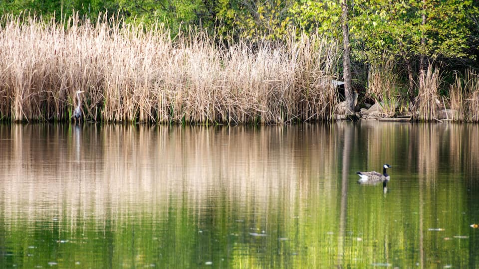 A calm lake with reeds and trees reflecting on the water's surface.