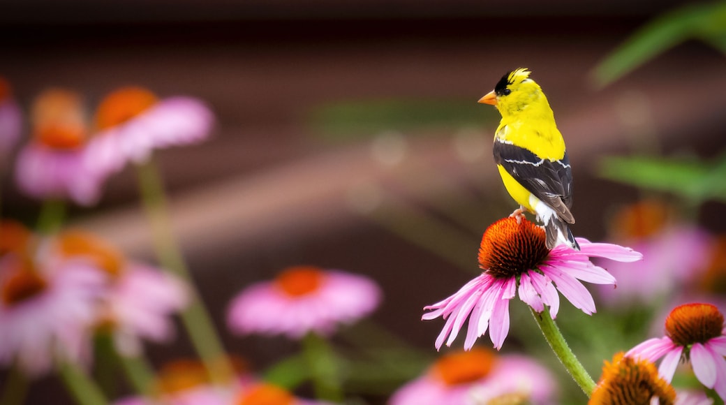 A yellow bird perched on a pink flower.