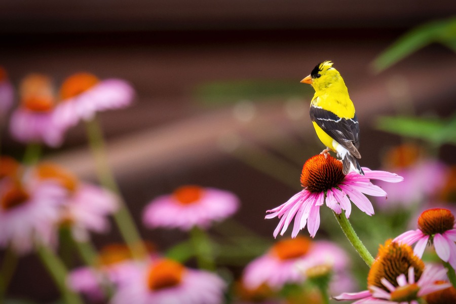 A yellow bird perched on a pink flower.