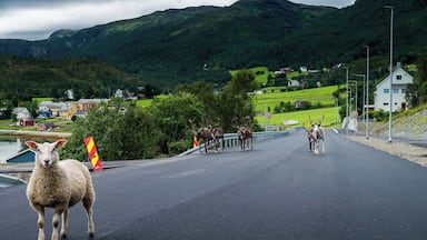 One fearless sheep and some shy reindeer on the road in northern Norway
#OnTheRoad