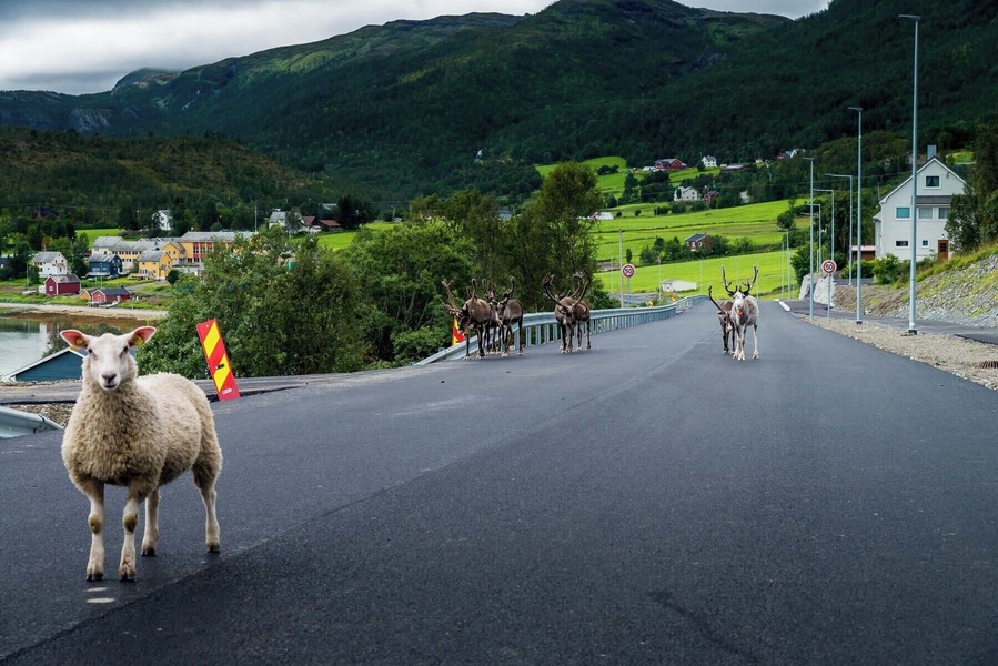 One fearless sheep and some shy reindeer on the road in northern Norway
#OnTheRoad