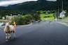 One fearless sheep and some shy reindeer on the road in northern Norway
#OnTheRoad